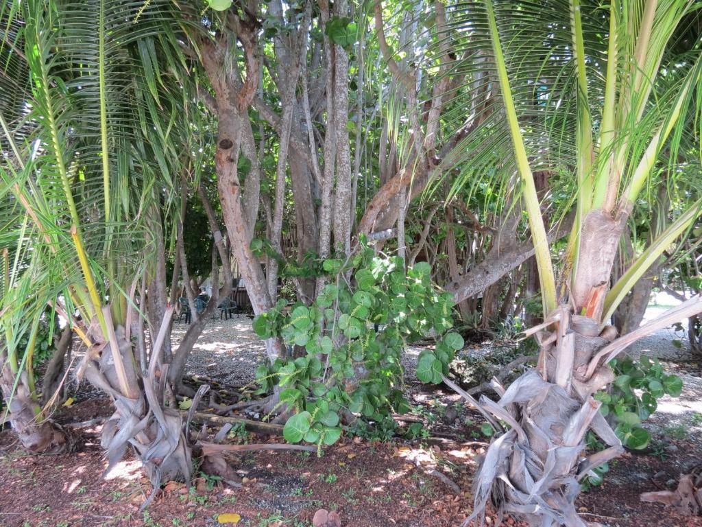 Ed & Ellen'S Lodgings Key Largo Motel Bagian luar foto