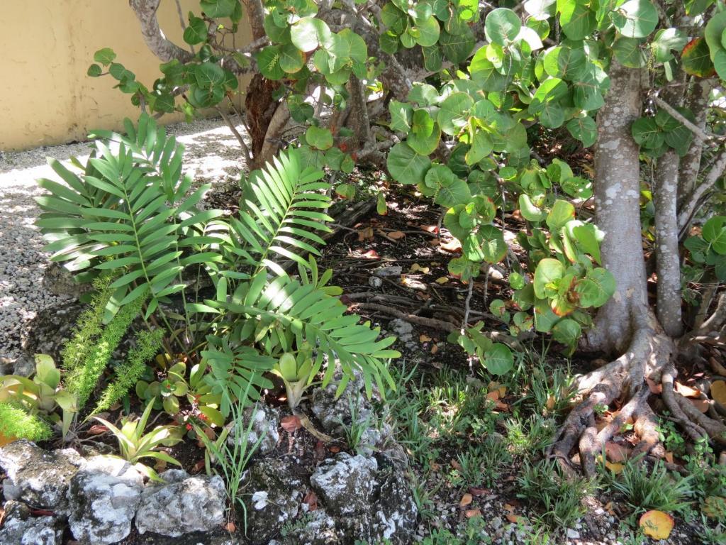 Ed & Ellen'S Lodgings Key Largo Motel Bagian luar foto